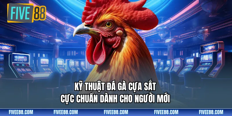 Kỹ thuật đá gà cựa sắt cực chuẩn dành cho người mới 