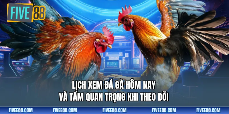 Lịch xem đá gà hôm nay và tầm quan trọng khi theo dõi